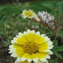 Picasa 2.7